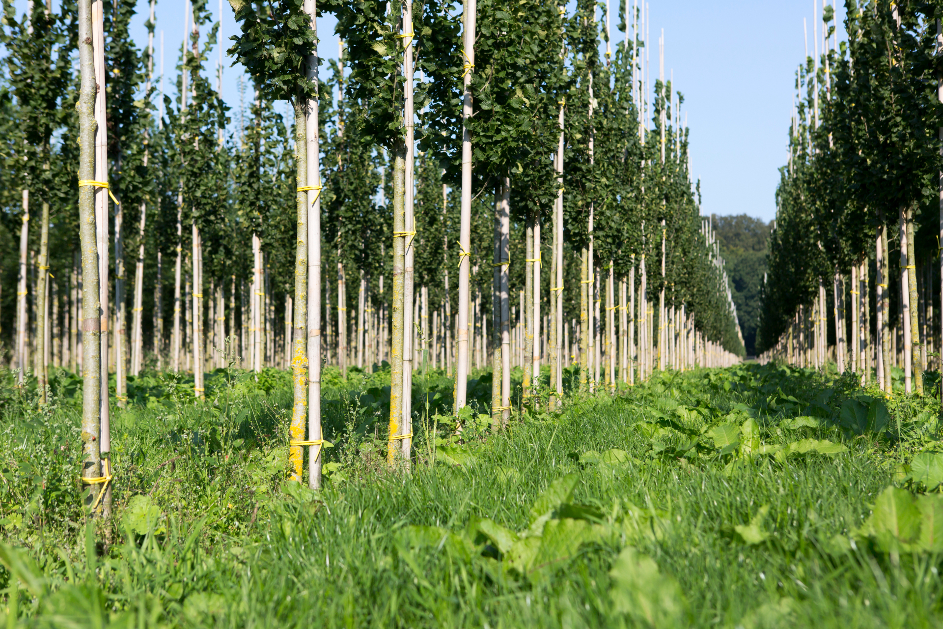 Bomen En Vaste Planten